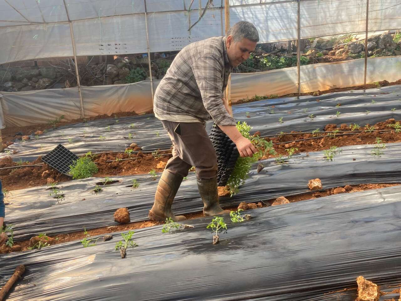 Köyceğiz’de Sel Felaketi Seraları Vurdu: Üretici Zorlandı, Fiyatlar Artışta 9